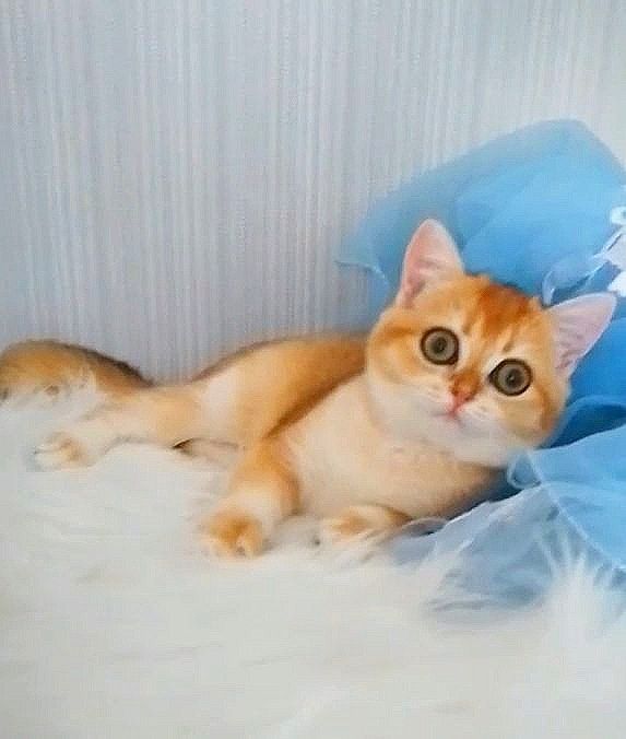 Золота шиншилла, дівчинка