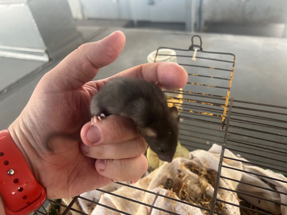 Малыши крысок (от 3х недель) ручные !!