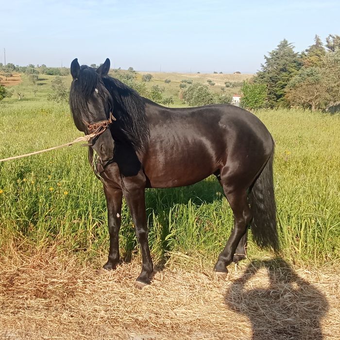 Cavalo lusitano ferro Ortigão Costa