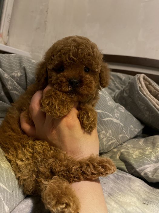 Мини мальчик мальтипу — настоящая плюшевая мечта