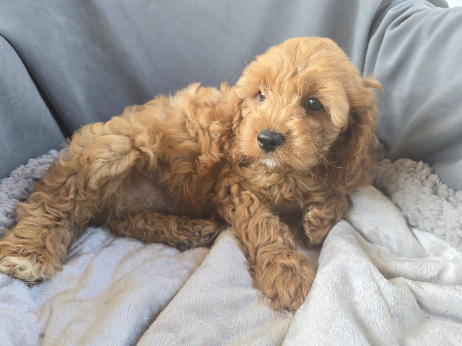 Cavapoo f1 samiec chłopczyk cavapo