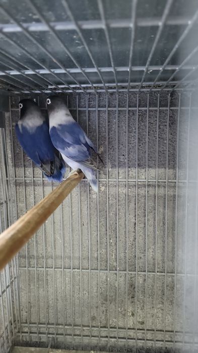 Aves disponíveis cerca de 40 de várias raças e cores