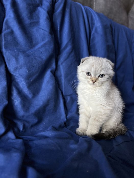 Шотландские блю поинт котята. Настоящие! ВИСЛОУХИЕ/ПРЯМОУХИЕ МАЛЬЧИКИ ДЕВОЧКА