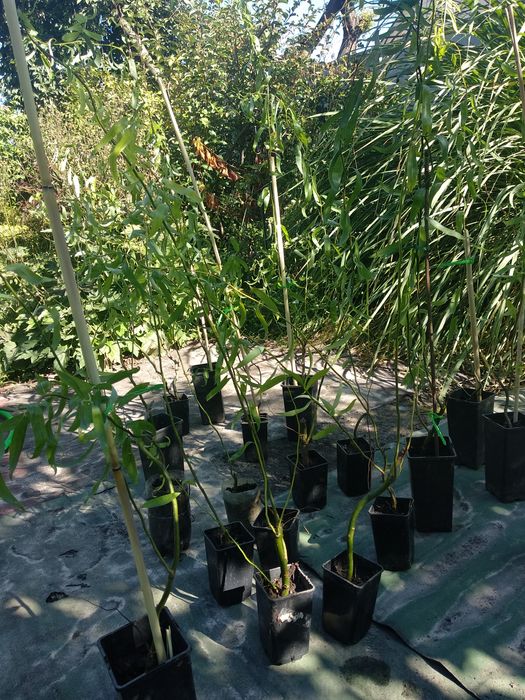 верба Матсудана, іва Міцуда 1 рік