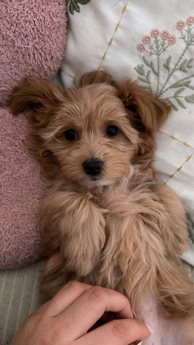 Maltipoo f1 ostatnia sunia GOTOWA DO ODBIORU