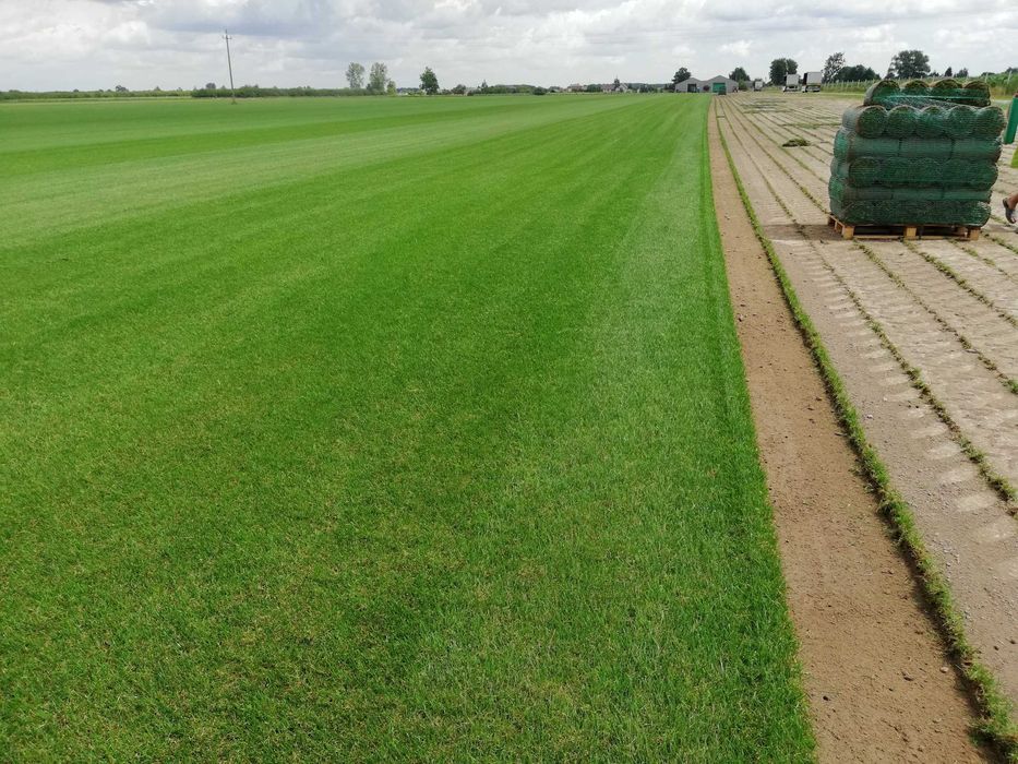 Trawnik z rolki - darń rolowana