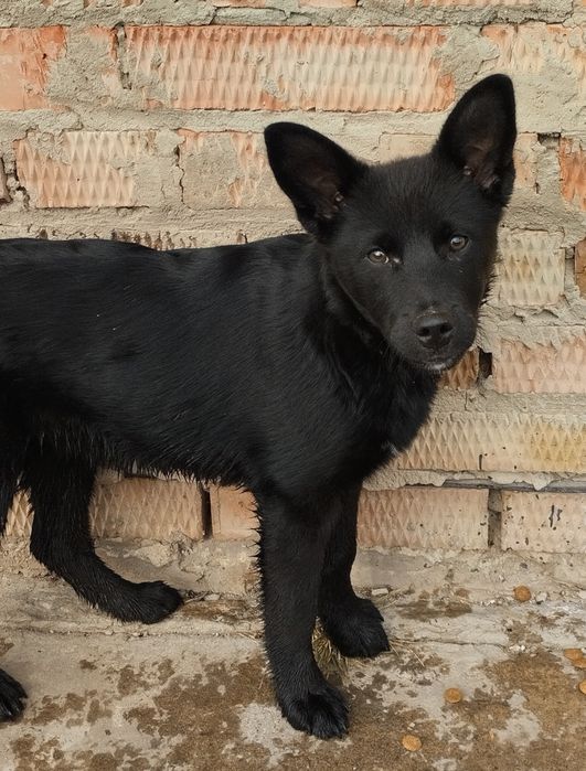 Песик шукає відповідальну родину