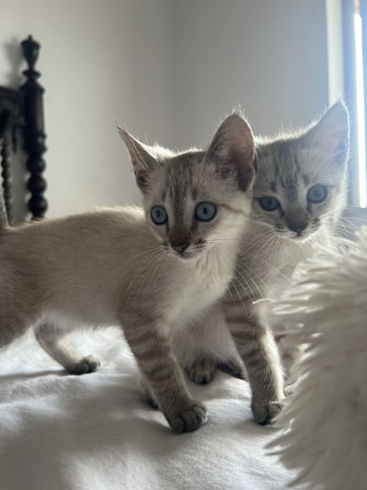 Duas gatinhas para adoção responsável