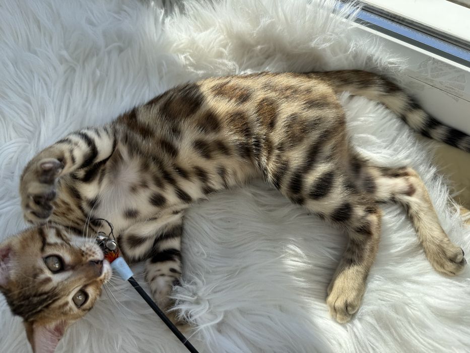 Бенгальські кошенята