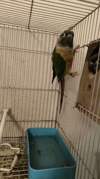 Vendo essas aves criadas a mao