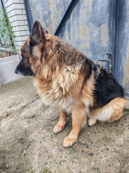 Віддам німецьку вівчарку