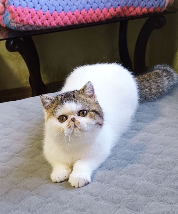 Екзотична дівчинка