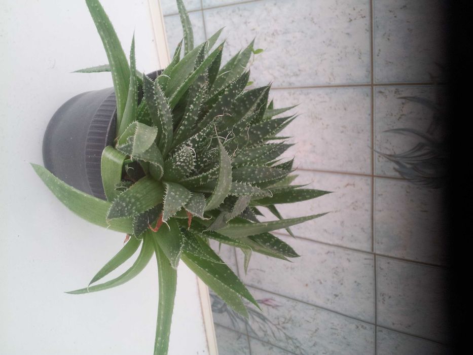 Продам алоэ вера