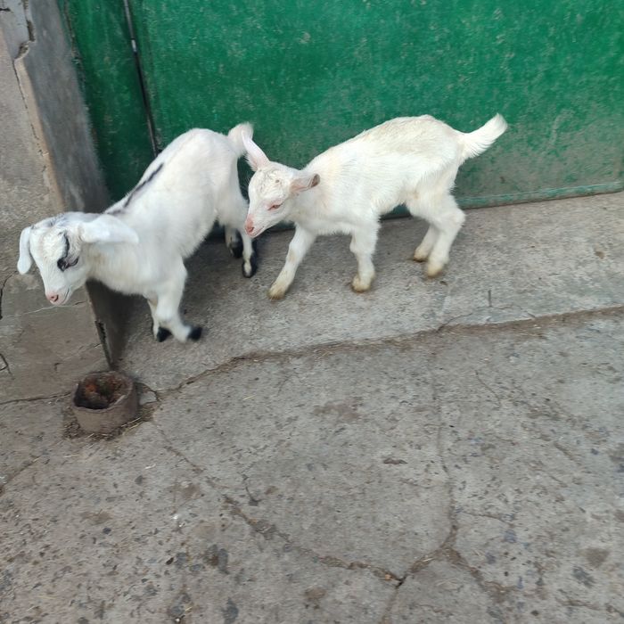 кози та козенята