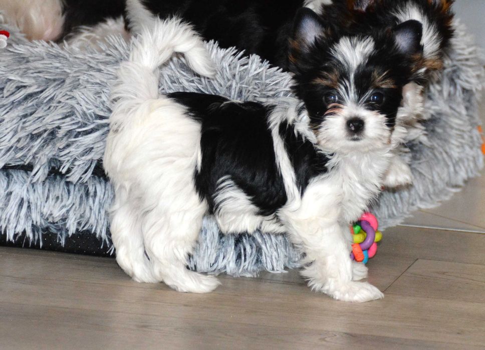 Yorkshire Terrier Biewer sunia