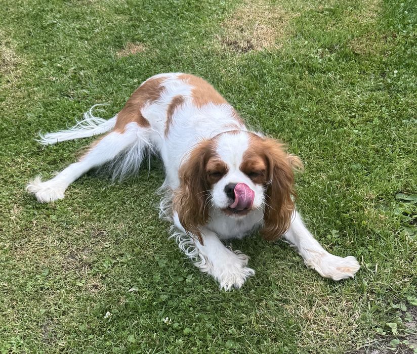 Cavalier King Charls Spaniel - Suka