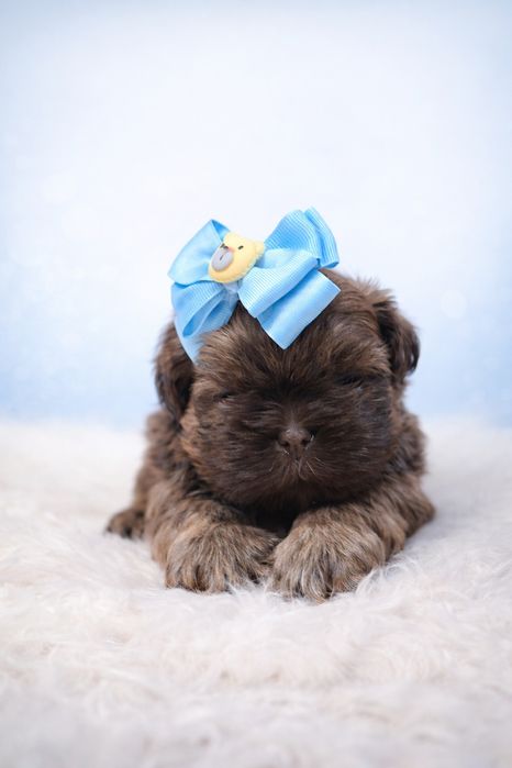 Shih tzu czekoladowy piesek słodki z włosem dla alergików