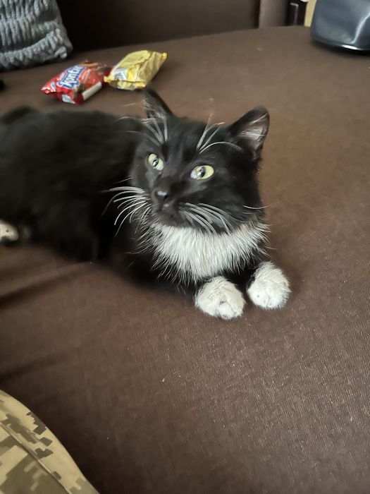 Кастрований котик 6 місяців та стерилізована кошечка