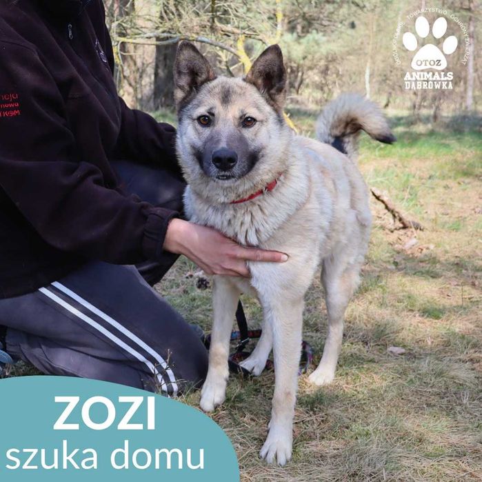 Zozi szuka domu!