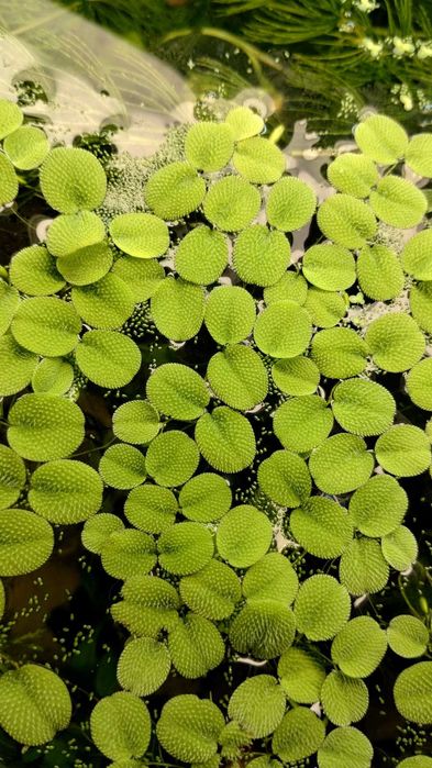 Salvinia natans (Salwinia pływająca) / 4 sztuki