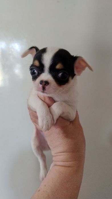 Цуценята чихуахуа з різних виводків