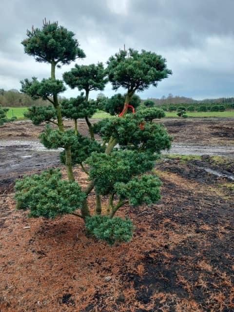Bonsai-Niwaki formowane sosna cis jałowiec. Laurowiśnia jodła szmaragd