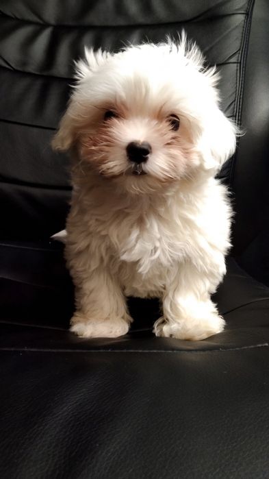 Девченка Мальтеза  родословна