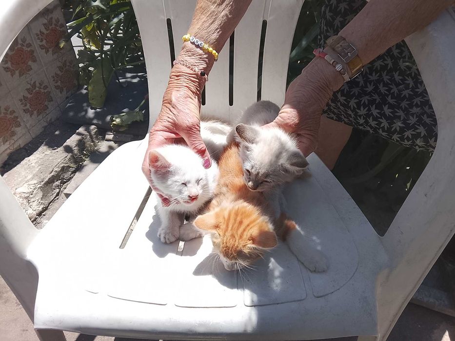 Gatinhos para adopção