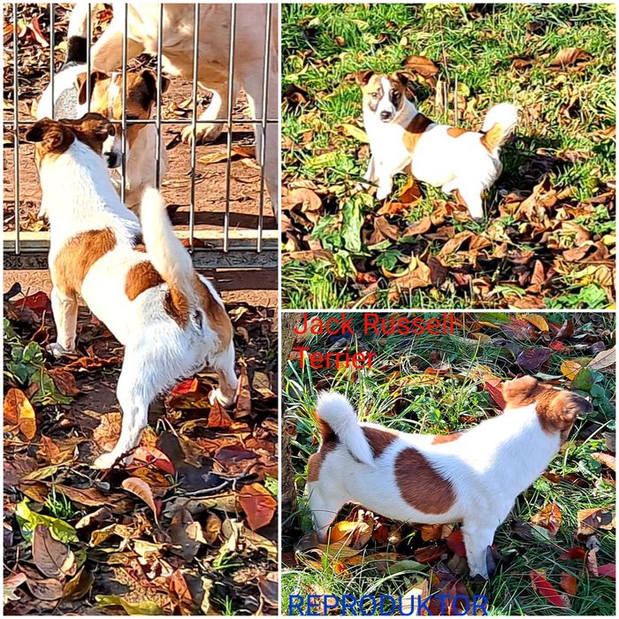 Piesek  3 miesięcznyJack Russell   JUŻ ODBIÓR   RODZICE W HODOWLI