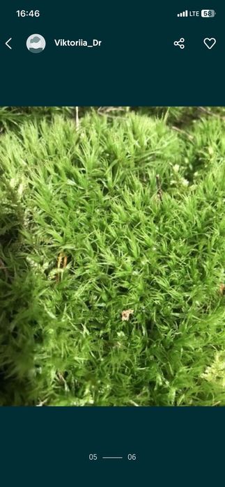 Mech, dekoracyjny mech