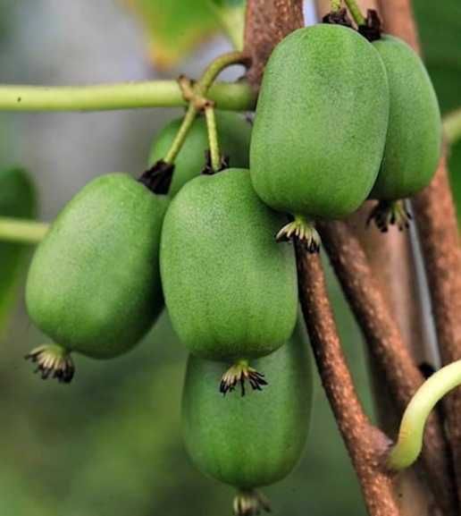 Baby Kiwi biológicos