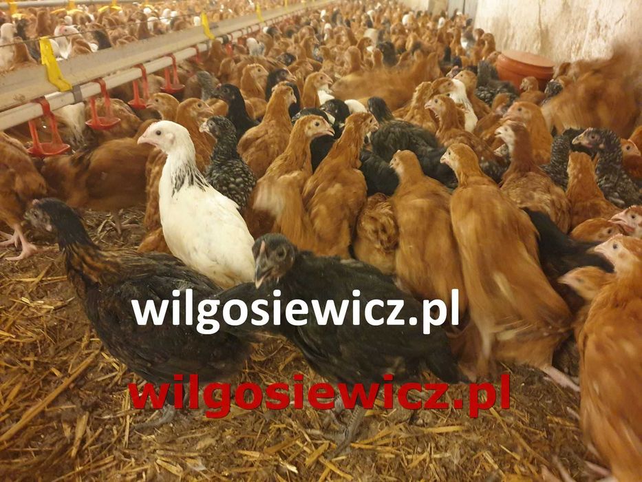 Kurki Rosa młoda na jajko dowóz Gratis