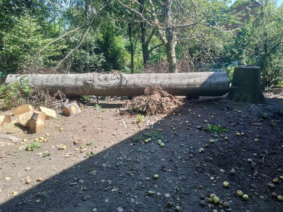 Jodła 3 kubiki sprzedaż drzewo