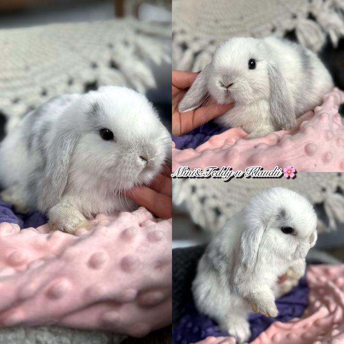 Mini lop! Rasowe króliczki z hodowli