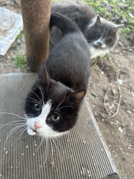 Отдам котят в добрые руки