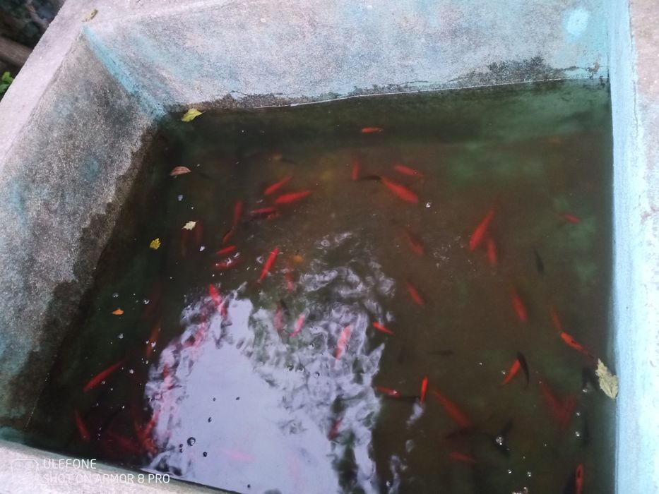 Peixe de coloridos para lago