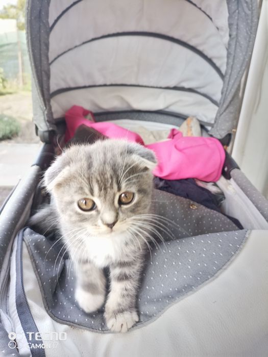 Котята скотиш фолд