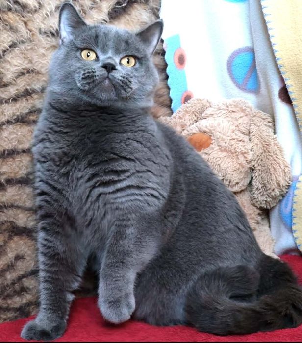 Скотишстрайт мальчик плюшевый