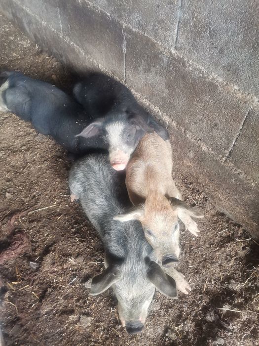 Leitões mangalitsa "porco ovelha"x bísaro e bísaro  puros