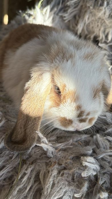 Kroliczek minilop samiczka