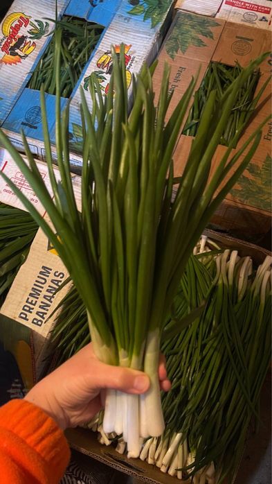 Продам зелену ЦИБУЛЮ (перо)!!!