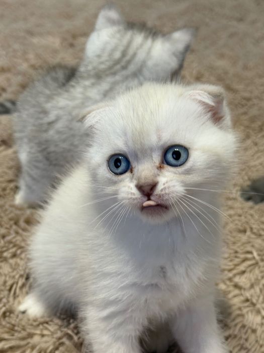Шотландські коти