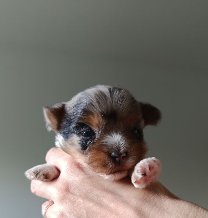 Suczka Yorkshire terrier Blueberry