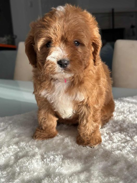 Cudowna sunia Cavapoo