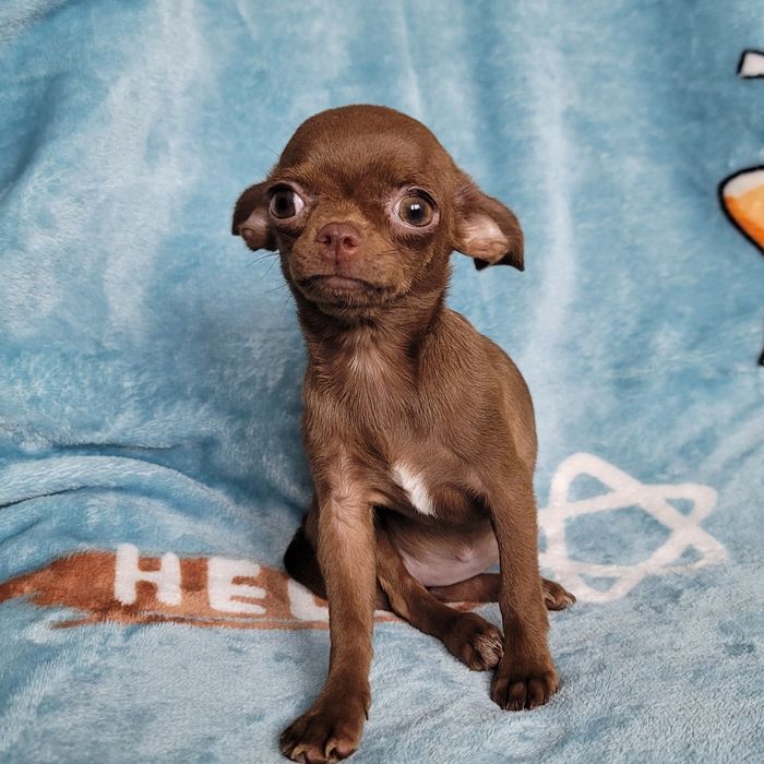 Дівчинка міні-міні розміру