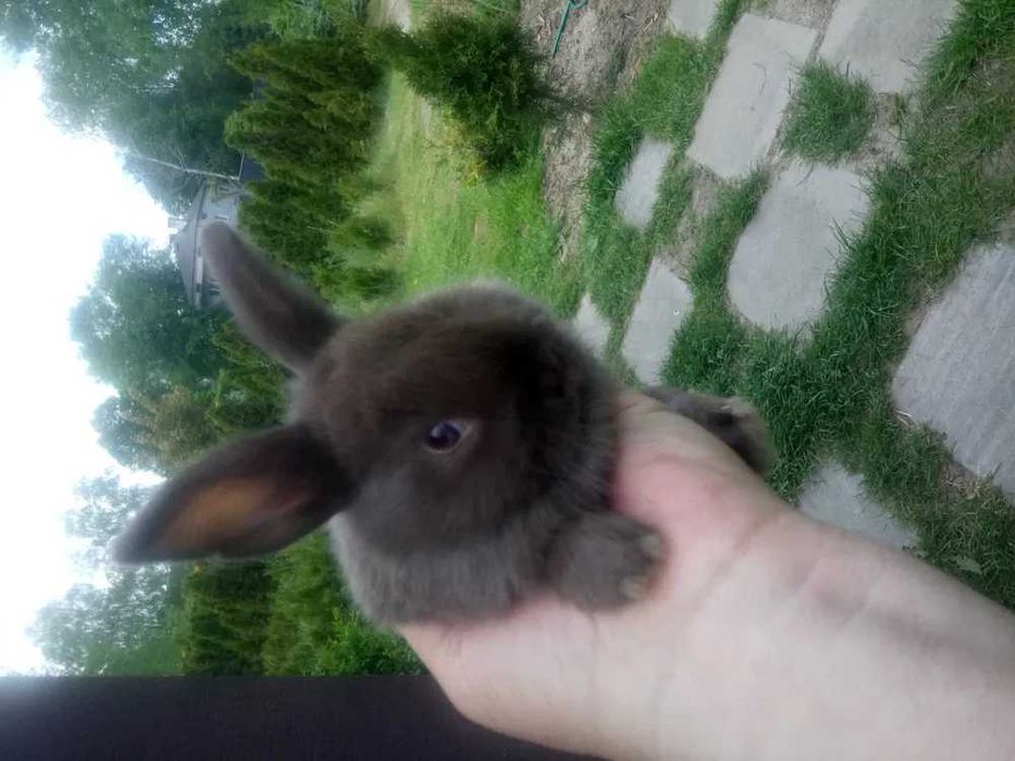 króliki miniaturki