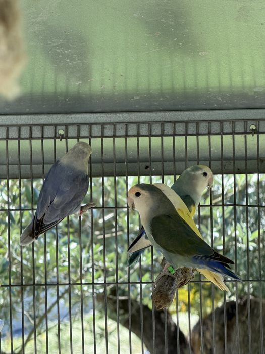 Agapornis roseicollis