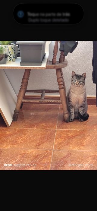 Doação fe gato castrado e chipado.