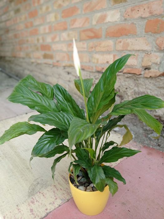 Сансевьерия Муншайн