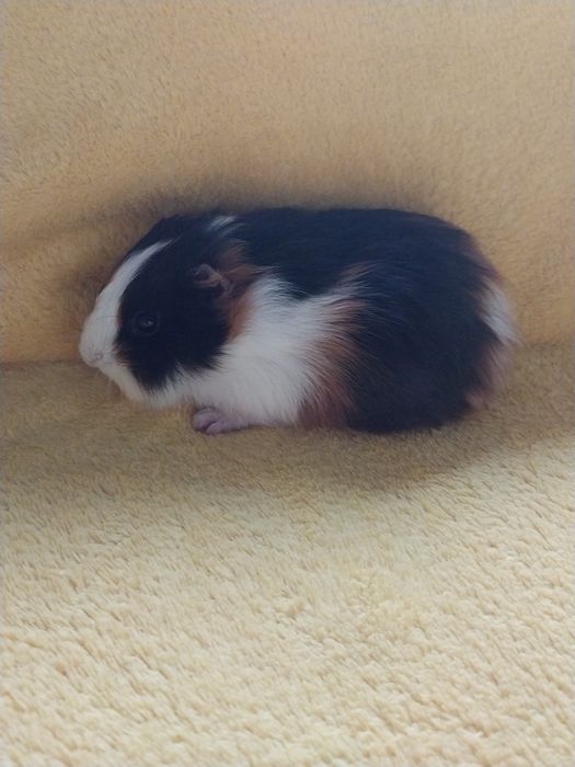 Świnka morska-samczyk.